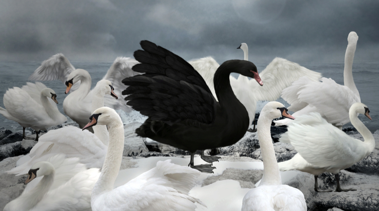 Black Swan explained